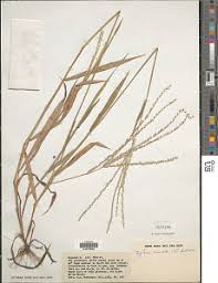 Image result for Digitaria gymnostachys