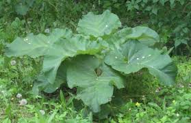 Новый случай ботулизма: на Сумщине мужчина заболел после употребления вяленой рыбы - Цензор.НЕТ 2446