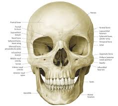 18 Craniofacial Radiology Key The infraorbital foramina were located at an average distance of 6.33 ± 1.39 mm below the infraorbital margin, 25.69 ± 2.37 mm from the median plane, 15.19 ± 1.70 mm from the lateral margin of the piriform aperture, and 28.41 ± 2.82 mm above the maxillary alveolar border. 18 craniofacial radiology key
