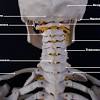 The bone names are different from the ones already mentioned. 1