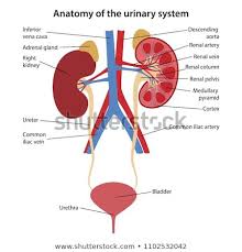 Anatomy Human Urinary System Main Parts Anatomy Renal Disease Human Anatomy And Physiology