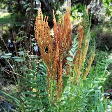 Image result for Osmunda regalis