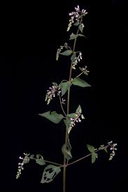 Image result for Cantinoa