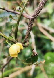 Image result for Monanthotaxis afra