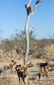 Height Of Bad Manners Leopard Steals Dinner From Pack Of Wild Dogs But Is Forced To Eat It Trapped Up A Tree As The Hungry Animals Circle Beneath Her Wild Dogs