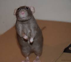 Korpersprache Der Ratte Bedeutungen