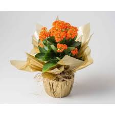 Express your joy and acknowledge all of their hard work by sending graduation flowers and gifts from the local florist. Flower Delivery Belo Horizonte Online Florist Belo Horizonte