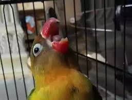 Racikan jamu lovbirt konslet untuk betina. Awal Mula Lovebird Konslet Di Gantangan Pamankicau