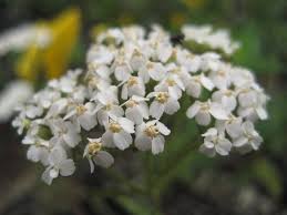 Image result for Achillea millefolium