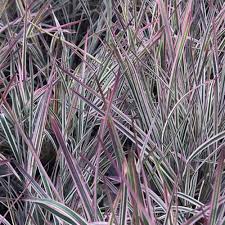 Image result for Stolzia compacta