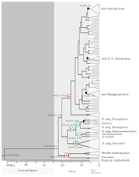 Image result for Indigofera soutpansbergensis
