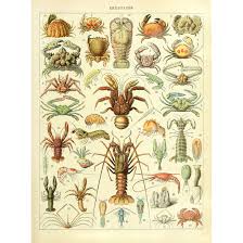 Amazon Com Meishe Art Vintage Poster Print Crustacea
