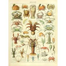 amazon com meishe art vintage poster print crustacea