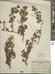 Image result for Barleria grandipetala