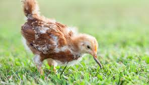 Poultry diseases and other health problems. The Bugs Your Chickens Love And Hate Hobby Farms