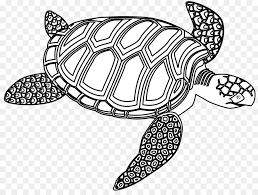 Maybe you would like to learn more about one of these? Menakjubkan 16 Gambar Hitam Putih Kura Kura Gani Gambar