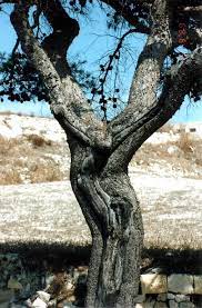 Tell Me, Dear Tree: A Lenten Hymn of Sacrifice | Revlisad.com
