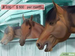 How much does it cost to own a horse? How To Know If You Have What It Takes To Own A Horse 11 Steps