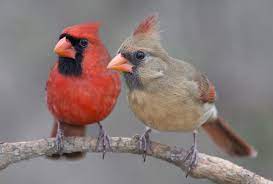 What type of bird are you? 4 Simple Strategies To Attract Cardinals To Your Feeders 2021 Bird Watching Hq