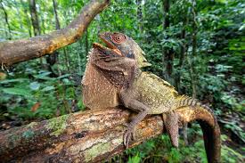 Image result for Pteris auquieri