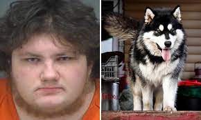 Florida man, 21, 'recorded himself in a dog costume having sex with his  husky' | Daily Mail Online