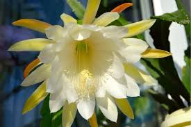 It's good to know this so you can plan where to put your cactus and decide what. Epiphyllum Types How To Grow And Care For Orchid Cactus Florgeous