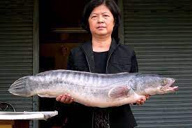 台灣淡水頂尖殺手，黑麻麻的魚虎 channa micropeltes 此次釣獲體長為90cm 小盾鱧（學名：channa micropeltes）又稱魚虎，是台灣. å…¥ä¾µé­šè™Žè‚†è™ æœ‰è§£å—Ž é¡è–ç´˜ é³´äººå ‚