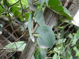 Image result for Carissa praetermissa