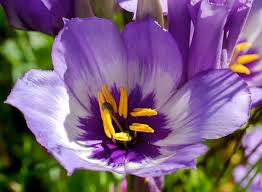 Image result for eustoma maurine