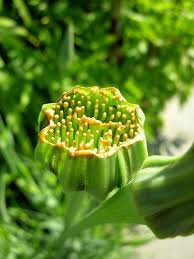 Image result for Psophocarpus lancifolius