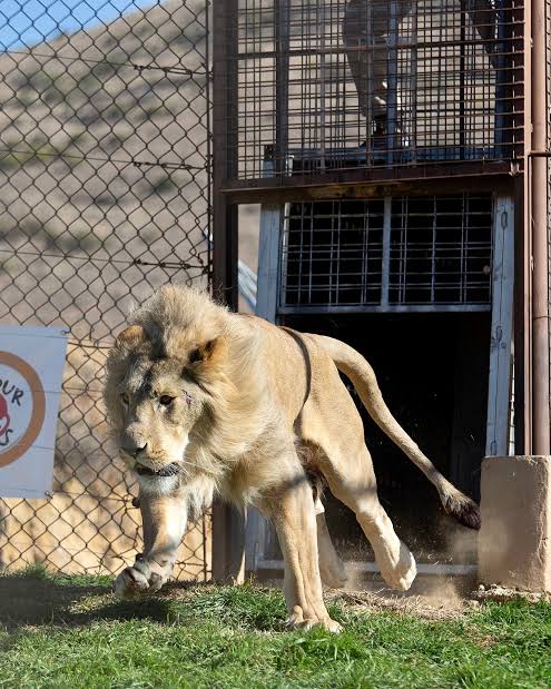 Five Of Seven Lions Rescued From Romania That Were Being Used For  Entertainment Arrive At Their Forever Home In South Africa - World Animal  News