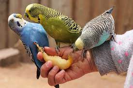 Do you know what parrots eat? Can Parakeets Eat Fruit Complete List Of Fruits The Pet Supply Guy