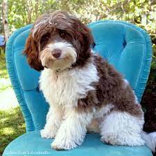 Hazel Doodlekisses Com Labradoodle Australian Labradoodle Puppies Labradoodle Breeders