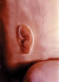 Parentune 17 Weeks And 7 Days Pregnant Baby Fetal Progress Ultrasound Nutrition Tips And Advice