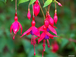 Pin On Beautiful And Unusual Flowers