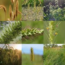Image result for Setaria petiolata