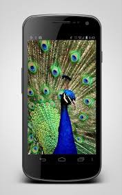 While you wait, you can: Peacock Video Animated For Android Apk Download