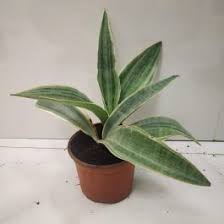 Image result for Sansevieria metallica