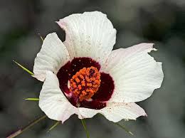 Image result for Hibiscus reekmansii