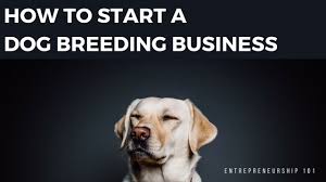 Breed these dogs and keep a female from the litter. Dogs In Heat What You Need To Know About Dogs In Heat Vip Puppies