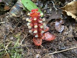 Image result for Ceropegia togoensis