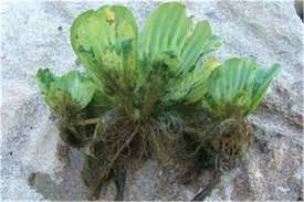 You don't need lettuce to develop deep roots. Factsheet Pistia Stratiotes Water Lettuce