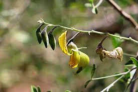 Image result for Leptactina benguelensis