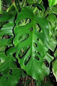 Monstera Acacoyaguensis Belize Guatemala Mexico Tips On How To Grow A Philodendron Monstera A Philodendron Monstera Philodendron Plant Ornamental Plants