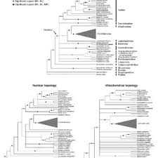 Aujourd'hui, les angines sont le plus souvent (entre 50 et 90% des cas) virales et bénignes. Pdf Phylogenetic Systematics Of Glassfrogs Amphibia Centrolenidae And Their Sister Taxon Allophryne Ruthveni