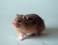 Image of How long do Syrian hamsters live?