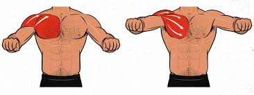 So from one meathead to another let's go over the chest muscles themselves and what they do. The Bench Press Hypertrophy Guide Outlift