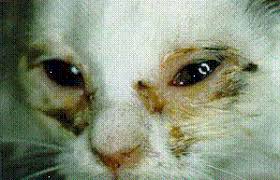 However, for more elderly animals, kittens, or cats with an. Cat Flu Upper Respiratory Infection International Cat Care