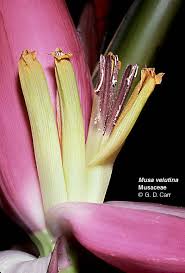 Image result for Musaceae