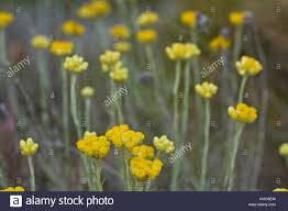 Un bianco importante, mediterraneo, uno chardonnay dai sentori di frutta tropicale invecchiato il giusto. Giallo Fiore Mediterraneo Caption Locale Francia Sud Mediterraneo Fiore Giallo Elicriso Stoechas Foto Stock Alamy